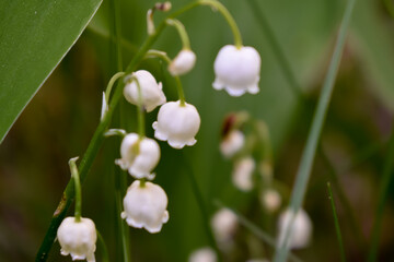 Białe kwiaty konwalii na zielonym tle.  © Krzysztof Głowacki