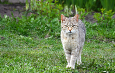 beautiful gray cat in the middle of the grass