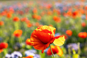 Mohn