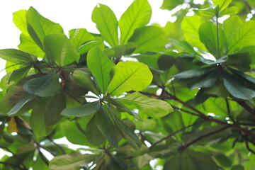 Fototapeta na wymiar lush green leaves on a tree