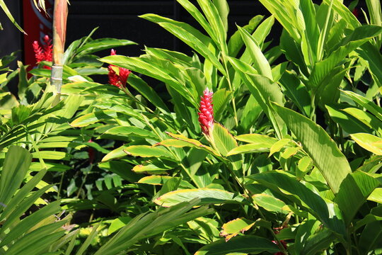 レッドジンジャー Images Browse 34 Stock Photos Vectors And Video Adobe Stock