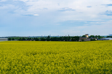 Fototapeta premium Landscape with agricultural yellow field with rapeseed and farm on the horizon