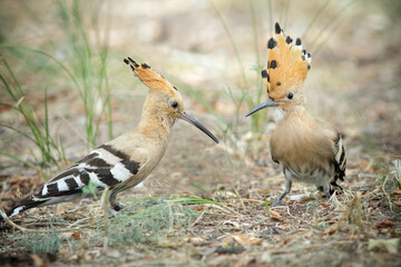 Eurasian hoopoe, Upupa epops, family closeup.