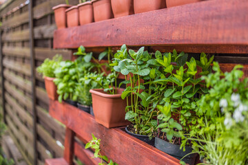 Vertical herb garden in pots. Home garden, herbs in outdoor backyard. Wooden crate with a variety...