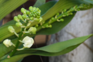 fresh bouquet rhynchostylis white orchid buds and blooming on green tree hanging with green leaves.