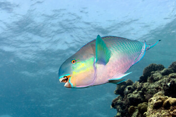 Fototapeta na wymiar Redlip Parrotfish, Scarus rubroviolaceus, male in Maldives