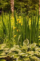 Obraz premium grass in the garden