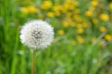White dandelion in the garden. Spring.