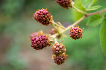 sprigs of emerging spring berries