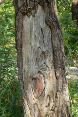 tree trunk with peeled and heeled bark