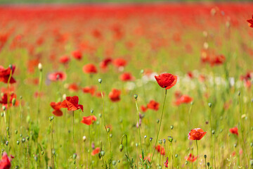 Summer nature flower field. Relax red poppy flowers on green grass meadow. Bright floral field landscape under soft sunlight, vivid colors. Stunning nature scenery