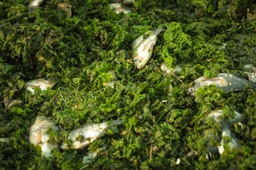 multiple dead fish on green moss
