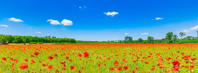 Romantic red poppy field landscape. Beautiful landscape under blue cloudy sky in spring summer....