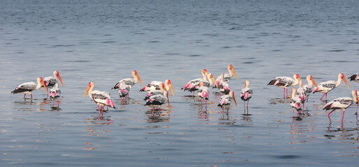 Fototapeta premium flamingos in the water