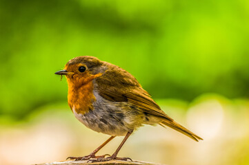 Robin