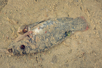 dead fish on sand