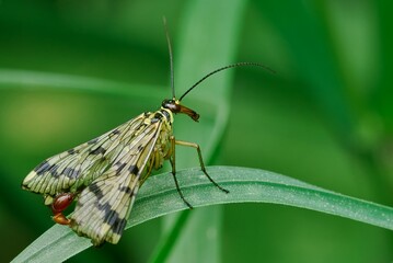 Scorpion Fly male sitting motionless on a leaf of grass. Side view, close up. Blurred natural green background. Genus species Panorpa communis.
