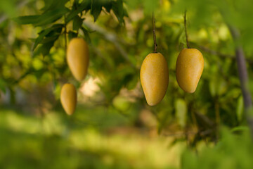 Ripe Mango tropical fruit hanging on tree at farm.
