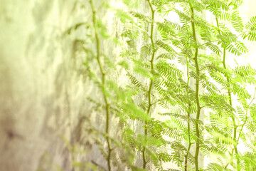 green grass background