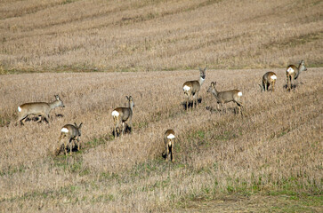 A group of roe deer on the field in early spring. Flock of European roe deer (Capreolus capreolus).