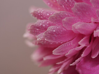 Floral background of peonies with drops