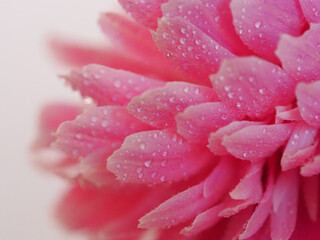 Floral background of peonies with drops