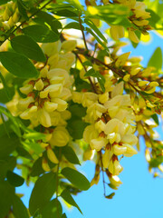 Acacia flowers