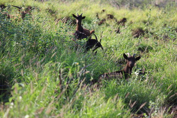 ハワイ島（ビッグアイランド）。野生化したヤギの群れ。