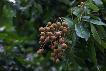 Longan fruit on the tree 