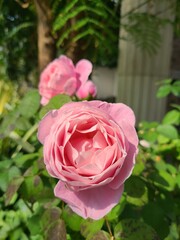 pink rose in garden