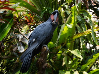 Black parrot Palm Cockatoo sitting in the jungle of Bali, Indonesia