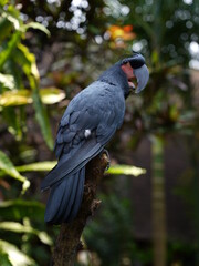 Black parrot Palm Cockatoo sitting in the jungle of Bali, Indonesia