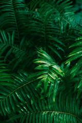 Selective focus beautiful green fern leaves pattern for background with noise and grains.