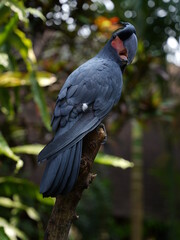 Black parrot Palm Cockatoo sitting in the jungle of Bali, Indonesia
