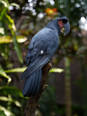 Black parrot Palm Cockatoo sitting in the jungle of Bali, Indonesia