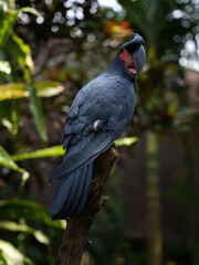 Black parrot Palm Cockatoo sitting in the jungle of Bali, Indonesia