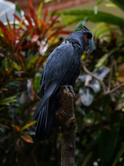 Black parrot Palm Cockatoo sitting in the jungle of Bali, Indonesia