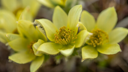 八ヶ岳連峰　稜線に咲くツクモグサ　