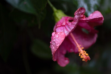 Large, conspicious and trumpet-shaped purple Hibiscus flower on a dark background. Focus on the watered petals, pistils and stamens. Copy space