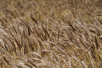 風にそよぐ収穫前の麦畑（埼玉県/6月）