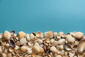 A composition with seashells and starfish on the light blue background