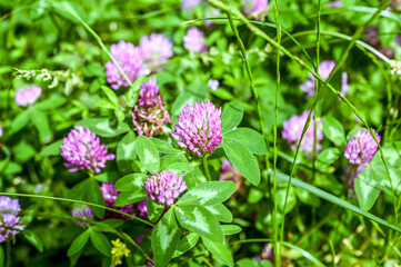 Flowering clover on the meadow