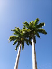 Obraz premium Palmeras de camino