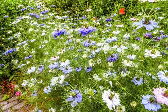Streublumenwiese Bilder Durchsuchen 28,826 Archivfotos