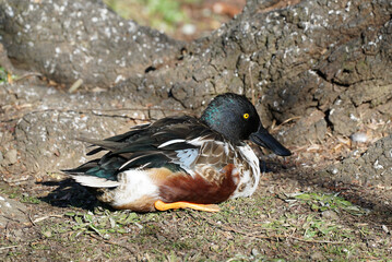 陸に上がって休憩するハシビロガモの雄