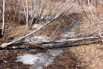 a fallen tree