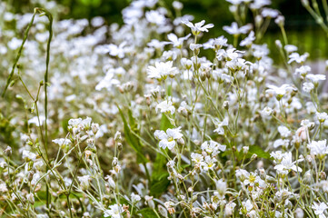 Fototapeta premium Felt hornwort with its white flowers for a meadow