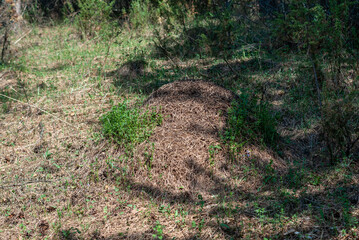 Anthill in the forest with shadows of pine branches