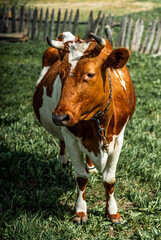 Obraz premium Closeup portrait of red and white cow standing on fresh green grass lawn