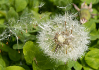 Dandelion with flying seeds on a green field, macro view.